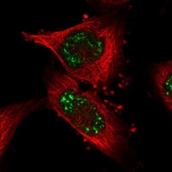 PUS7L Antibody, Novus Biologicals 0.1mL; Unlabeled:Antibodies, Polyclonal